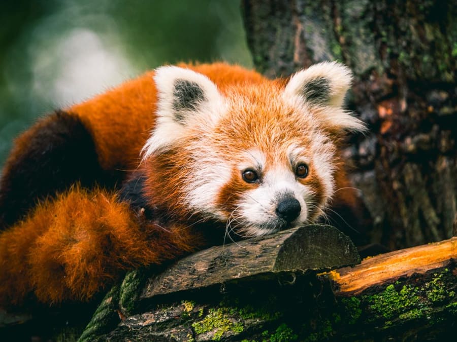Funbooker activites Rouen Biotropica