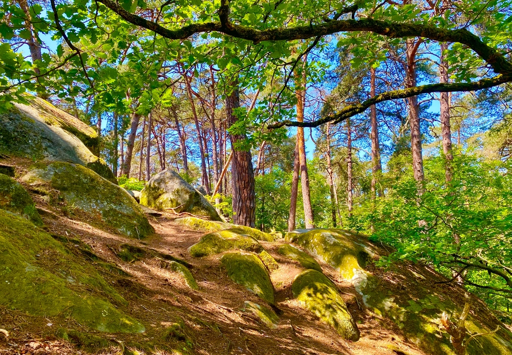 Fontainebleau,,France, ,May,2023:,The,Beautiful,Forest,Of,Fontainebleau