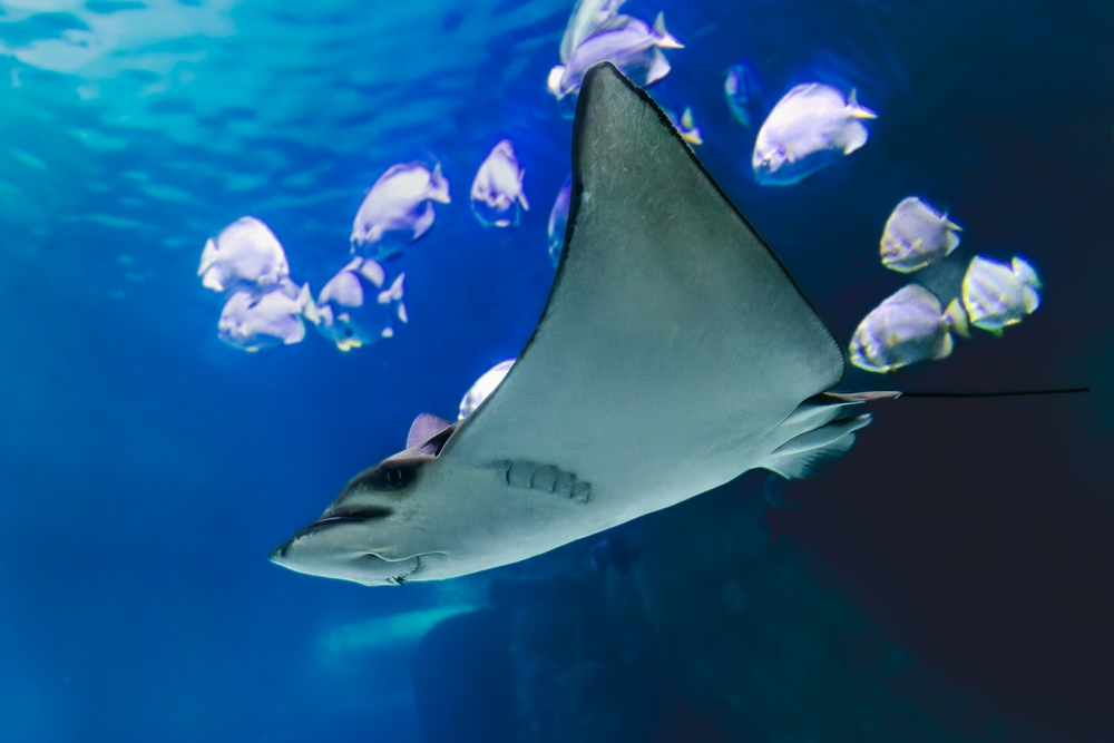 Fish,And,Marine,Animals,From,The,Nausicaa,Aquarium,In,Boulogne