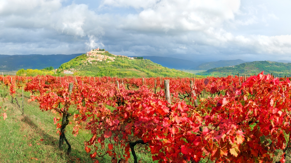 vignes rouges herault