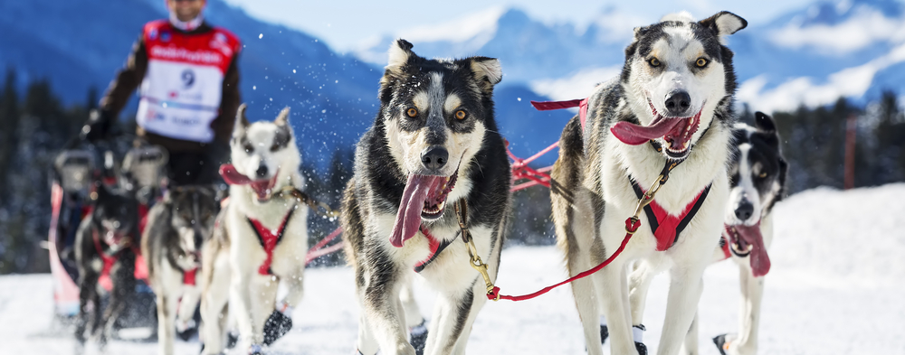 Musher,Hiding,Behind,Sleigh,At,Sled,Dog,Race,On,Snow