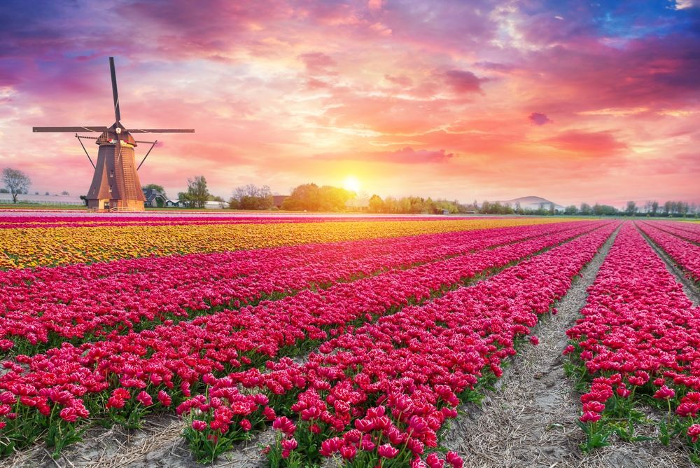 Landscape,With,Tulips,,Traditional,Dutch,Windmills,And,Houses,Near,The