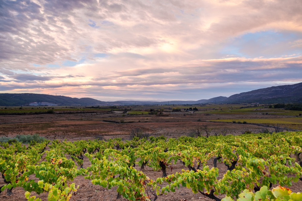 Wine,Landscape,Of,The,South,Of,France,In,Corbières,Occitanie.